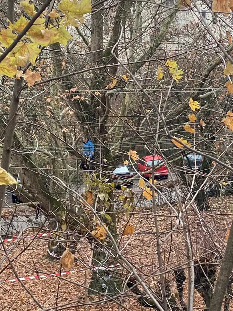 Aktivisten "besetzen" einen Baum, um ihn zu schützen. | Foto: Weninger/privat