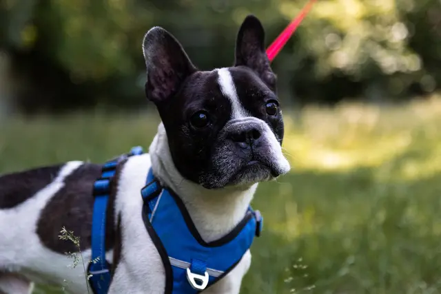 Der rassetypische, 2016 geborene Französische Bulldoggen-Rüde Balou ist menschenfreundlich und kann zu Kindern ab Teenager-Alter vergeben werden. | Foto: TSA