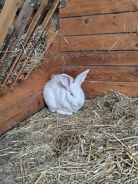 Foto: Tierheim Ternitz