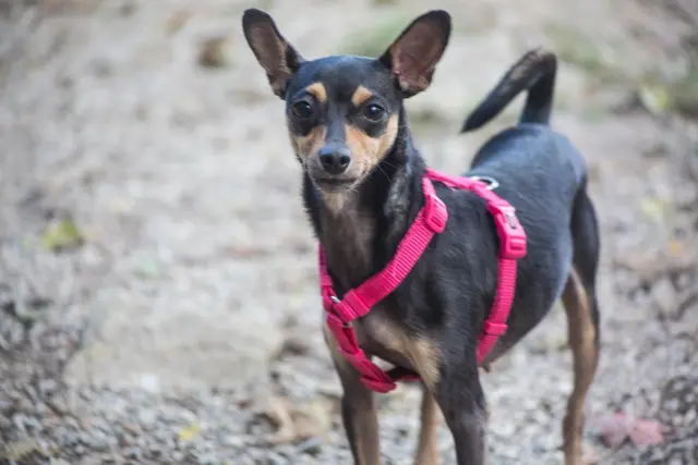 Die quirlige, 2019 geborene Zwergpinscher-Hündin Chara ist menschenfreundlich und kann auch zu Kindern ab Schulalter vergeben werden. | Foto: TSA