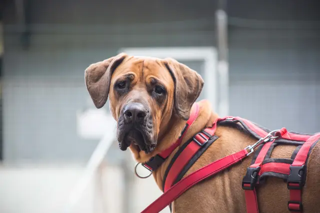 Die lebhafte, 2024 geborene Tosa-Hündin Nala ist menschenfreundlich, bei manchen Fremden etwas unsicher, das legt sich aber sehr rasch. | Foto: TSA