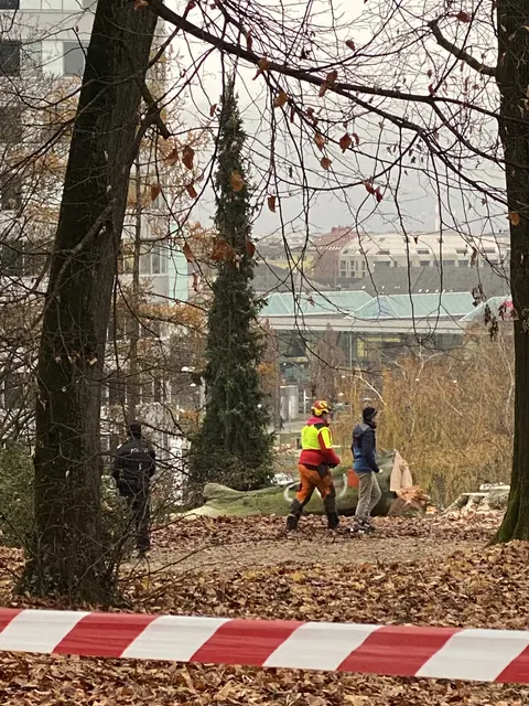 Die ersten Bäume sind bereits gefällt. Rund 250 weitere sollen folgen. | Foto: Wenhart/privat