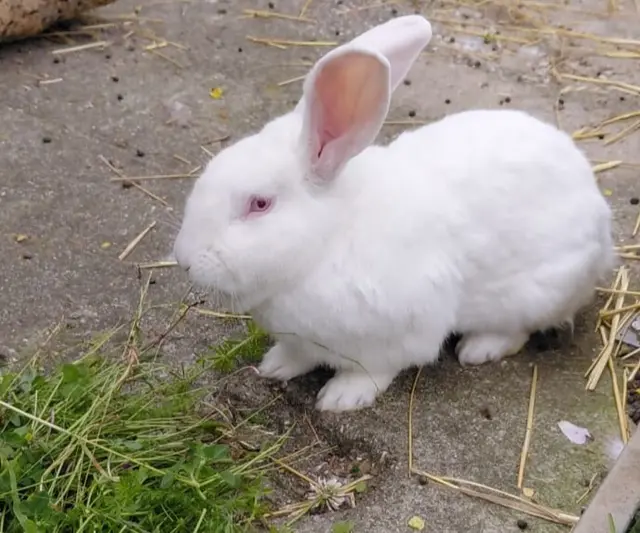 Ernesto darf gerne gemeinsam mit einer oder beiden seiner Gefährtinnen ausziehen. | Foto: Tierheim Ternitz