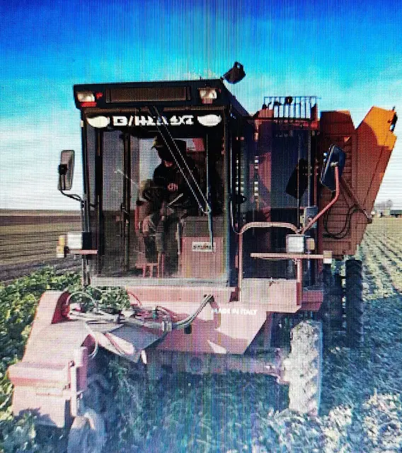 Manuel Bauer beim Roden der Zuckerrüben. | Foto: Josef Messirek