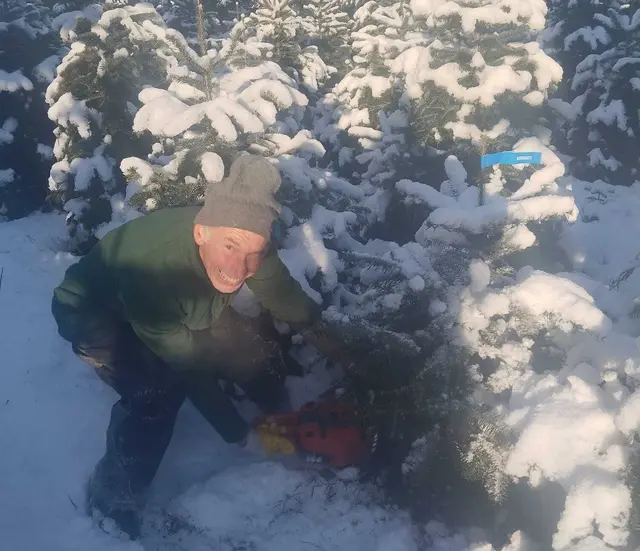 Josef Trieb junior bei der Ernte der Christbäume.  | Foto: Christbäume Familie Trieb