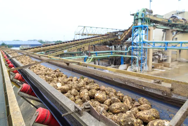 Zuckerrübenverarbeitung in der Zuckerfabrik in Tulln | Foto: apa_schedl/agrana