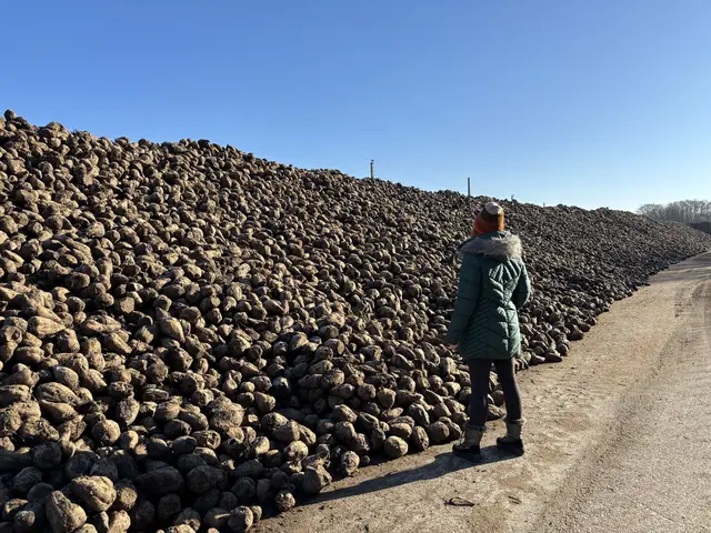 Abgelagerte Rüben in Zellerndorf werden per Bahn in die Zuckerfabrik nach Tulln gebracht. | Foto: Victoria Edlinger