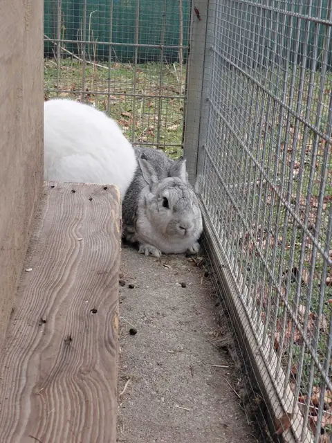 Interessierte, die den drei Kaninchen ein geeignetes Zuhause schenken möchten, können sich direkt beim Tierheim melden. | Foto: Tierheim Ternitz