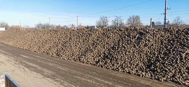 Zufrieden mit Ertrag und Qualität, doch Erschwernisse bei der Anlieferung der Zuckerrüben. | Foto: Josef Messirek