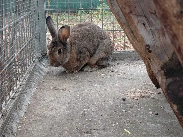 Die beiden Häsinnen, Hella und Neomi, sind ebenfalls kastriert und geimpft und werden auf etwa zwei Jahre geschätzt. | Foto: Tierheim Ternitz