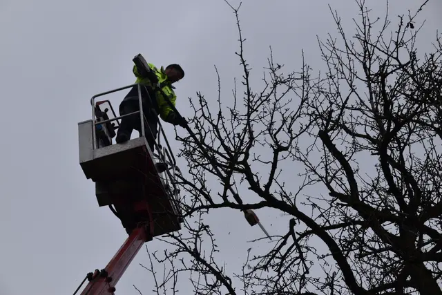Engelbert Wieser in Aktion: Altbaumschnitt-Maßnahmen beim Mostlandhof in Schauboden | Foto: Roland Mayr/MeinBezirk Scheibbs