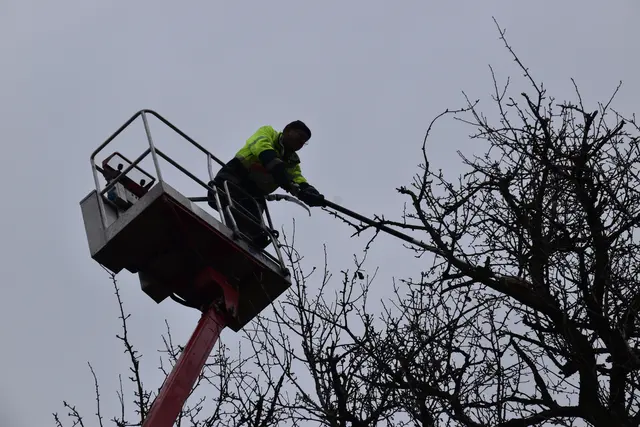 Engelbert Wieser in Aktion: Altbaumschnitt-Maßnahmen beim Mostlandhof in Schauboden | Foto: Roland Mayr/MeinBezirk Scheibbs
