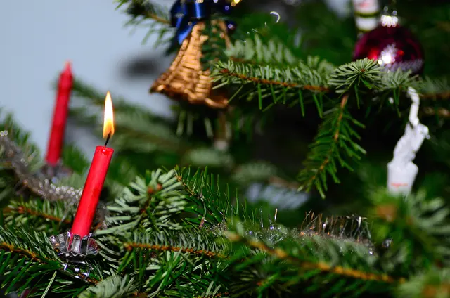 Christbäume aus heimischen Wäldern – nachhaltig gewachsen und frisch geerntet. | Foto: smarterpix (Symbolbild)