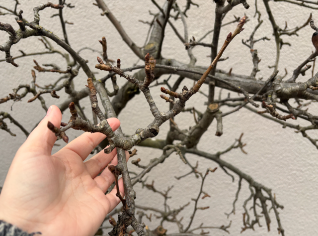 Am 4. Dezember werden vielerorts Äste von Obstbäume geschnitten und in eine Vase gestellt. Sogenannte "Barbarazweige" erblühen dann um Weihnachten herum.  | Foto: Sabrina Moriggl