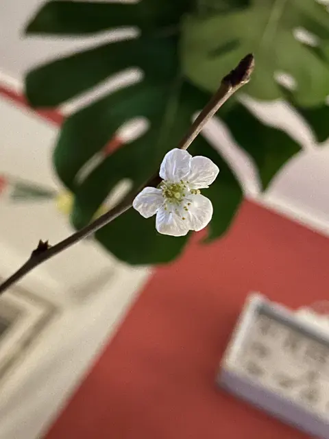 Die Knospen der Barbarazweige sollen um Weihnachten herum erblühen. 