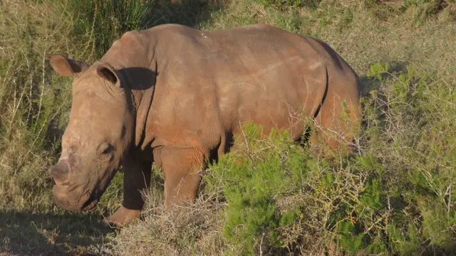 28.10.2025 junges Nashorn