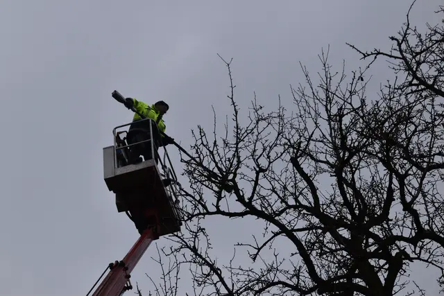 Engelbert Wieser in Aktion: Altbaumschnitt-Maßnahmen beim Mostlandhof in Schauboden | Foto: Roland Mayr/MeinBezirk Scheibbs