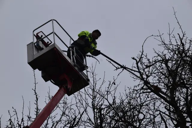 Engelbert Wieser in Aktion: Altbaumschnitt-Maßnahmen beim Mostlandhof in Schauboden | Foto: Roland Mayr/MeinBezirk Scheibbs