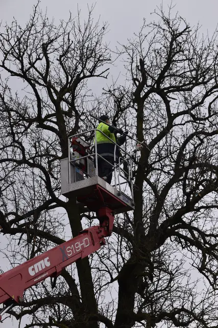 Engelbert Wieser in Aktion: Altbaumschnitt-Maßnahmen beim Mostlandhof in Schauboden | Foto: Roland Mayr/MeinBezirk Scheibbs
