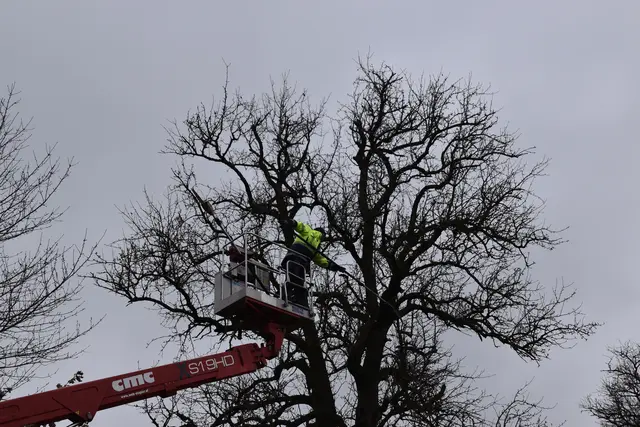 Engelbert Wieser in Aktion: Altbaumschnitt-Maßnahmen beim Mostlandhof in Schauboden | Foto: Roland Mayr/MeinBezirk Scheibbs