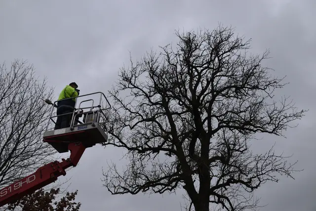 Engelbert Wieser in Aktion: Altbaumschnitt-Maßnahmen beim Mostlandhof in Schauboden | Foto: Roland Mayr/MeinBezirk Scheibbs
