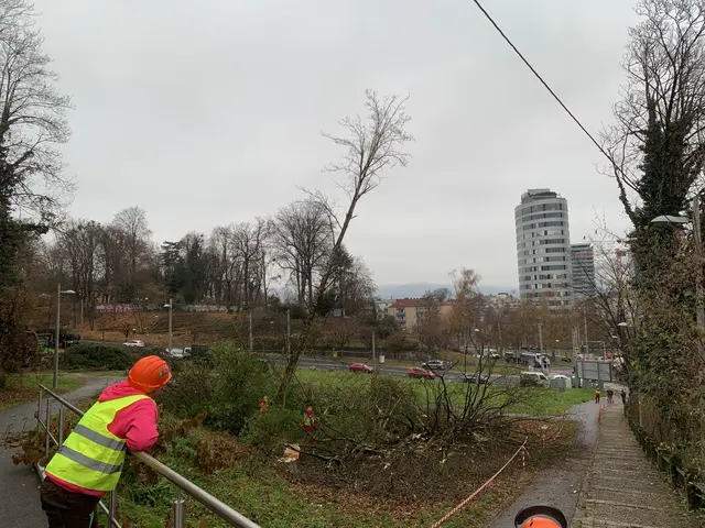 Die Rodungen schreiten zügig voran. | Foto: Eberhardt