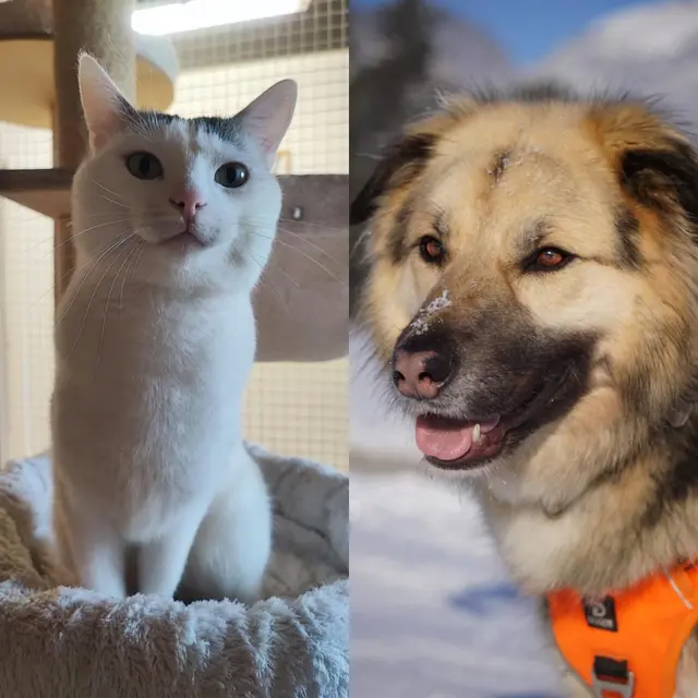 Katze Flip und Hund Elli suchen ein Zuhause. | Foto: Tierschutzverein Tirol