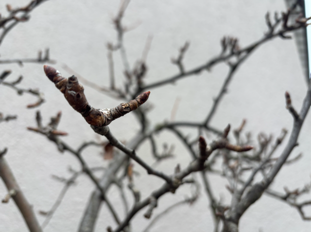 Ein Obstbaum im Dezember.  | Foto: Sabrina Moriggl