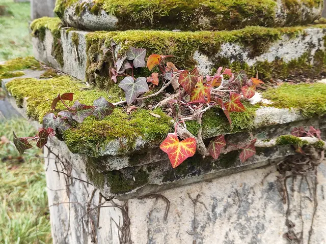 Noch in der Umwandlung... | Foto: I.Wozonig