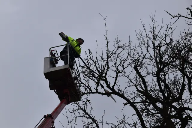 Engelbert Wieser in Aktion: Altbaumschnitt-Maßnahmen beim Mostlandhof in Schauboden | Foto: Roland Mayr/MeinBezirk Scheibbs