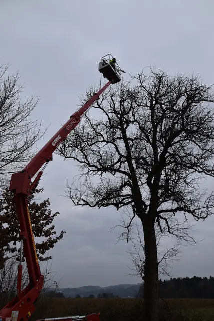 Engelbert Wieser in Aktion: Altbaumschnitt-Maßnahmen beim Mostlandhof in Schauboden | Foto: Roland Mayr/MeinBezirk Scheibbs