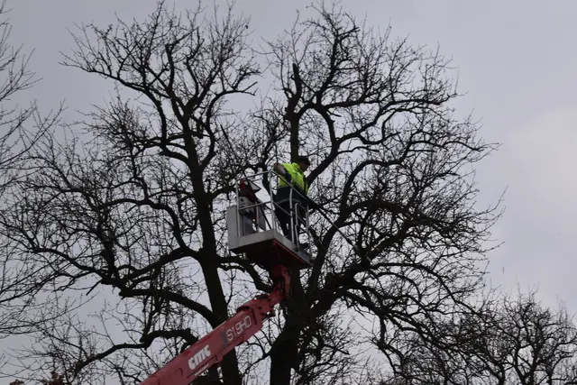 Engelbert Wieser in Aktion: Altbaumschnitt-Maßnahmen beim Mostlandhof in Schauboden | Foto: Roland Mayr/MeinBezirk Scheibbs