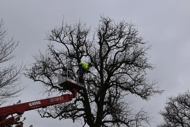 Engelbert Wieser in Aktion: Altbaumschnitt-Maßnahmen beim Mostlandhof in Schauboden | Foto: Roland Mayr/MeinBezirk Scheibbs