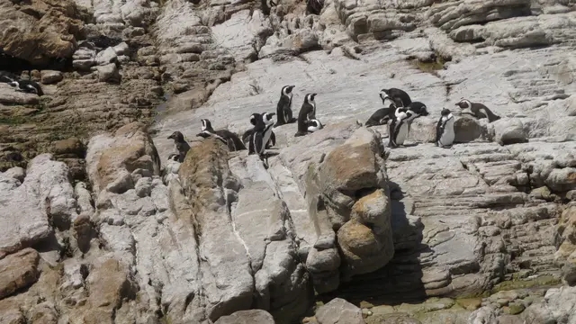 27.10.2025 Pinguine der "Stony Point Penguin Colony".