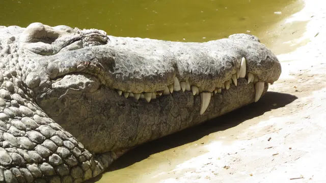 30.10.2025 Krokodil im Tierpark