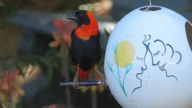 30.10.2025 auch diesen schönen Vogel (Oryxweber -Feuerweber) haben wir auf der Straußenfarm beobachtet.