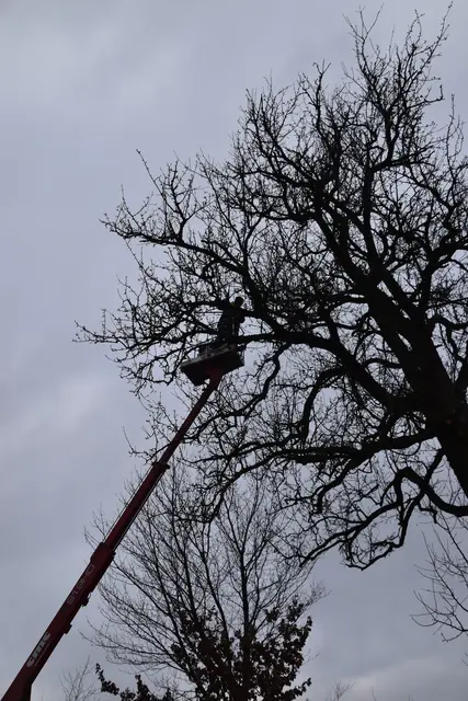 Engelbert Wieser in Aktion: Altbaumschnitt-Maßnahmen beim Mostlandhof in Schauboden | Foto: Roland Mayr/MeinBezirk Scheibbs