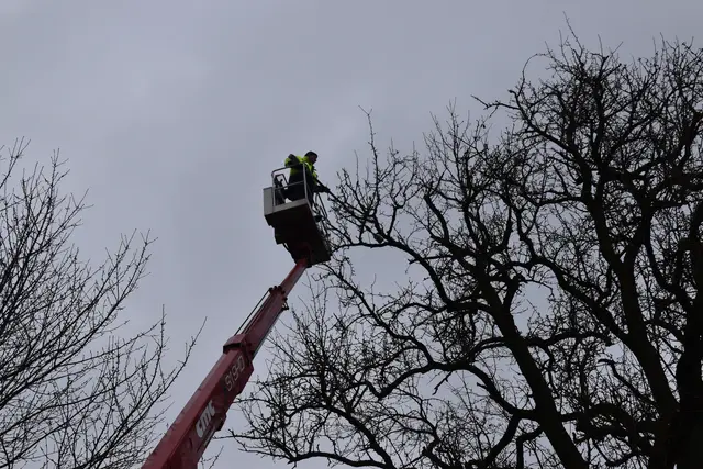 Engelbert Wieser in Aktion: Altbaumschnitt-Maßnahmen beim Mostlandhof in Schauboden | Foto: Roland Mayr/MeinBezirk Scheibbs