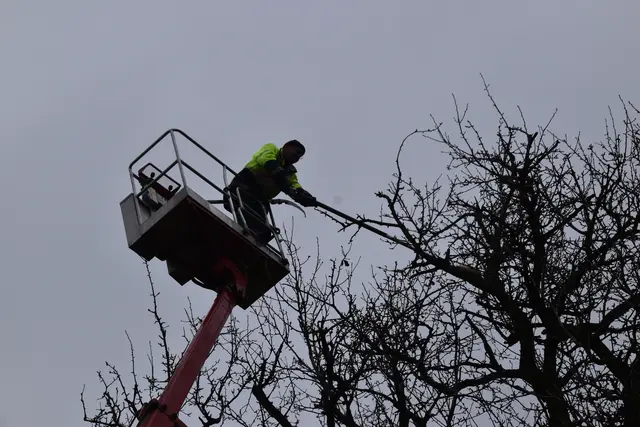 Engelbert Wieser in Aktion: Altbaumschnitt-Maßnahmen beim Mostlandhof in Schauboden | Foto: Roland Mayr/MeinBezirk Scheibbs