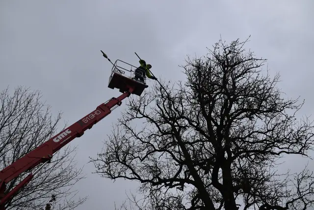 Engelbert Wieser in Aktion: Altbaumschnitt-Maßnahmen beim Mostlandhof in Schauboden | Foto: Roland Mayr/MeinBezirk Scheibbs