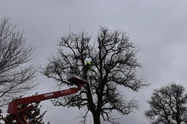 Engelbert Wieser in Aktion: Altbaumschnitt-Maßnahmen beim Mostlandhof in Schauboden | Foto: Roland Mayr/MeinBezirk Scheibbs