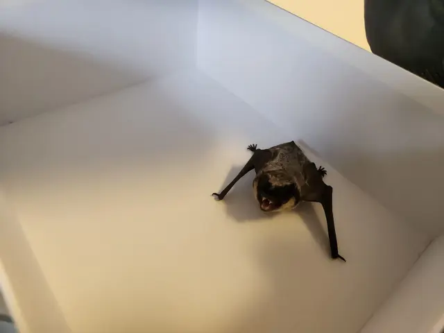 Fledermäuse: Außergewöhnliche Tierrettung in Mödling. | Foto: ffmoedling.at