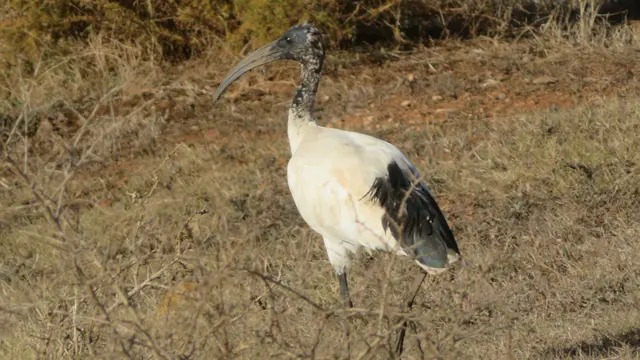 28.10.2025  Heiliger Ibis Pirschfahrt