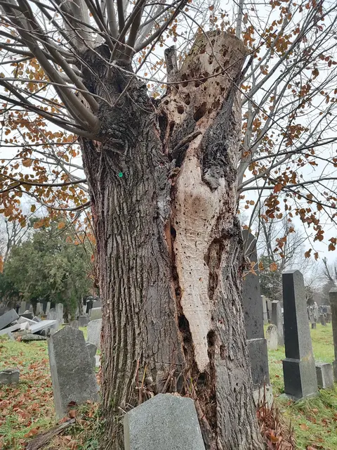 Das wird wohl sein letzter Winter... | Foto: I.Wozonig