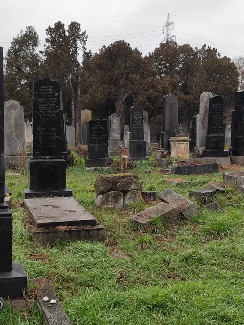 Die Rehe bewegen sich ganz unbekümmert zwischen den Reihen... | Foto: I.Wozonig