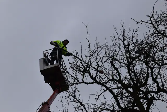 Engelbert Wieser in Aktion: Altbaumschnitt-Maßnahmen beim Mostlandhof in Schauboden | Foto: Roland Mayr/MeinBezirk Scheibbs