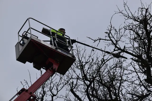 Engelbert Wieser in Aktion: Altbaumschnitt-Maßnahmen beim Mostlandhof in Schauboden | Foto: Roland Mayr/MeinBezirk Scheibbs
