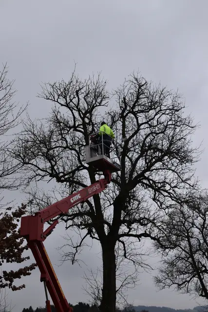 Engelbert Wieser in Aktion: Altbaumschnitt-Maßnahmen beim Mostlandhof in Schauboden | Foto: Roland Mayr/MeinBezirk Scheibbs