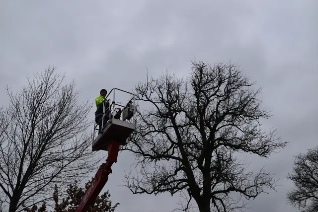 Engelbert Wieser in Aktion: Altbaumschnitt-Maßnahmen beim Mostlandhof in Schauboden | Foto: Roland Mayr/MeinBezirk Scheibbs