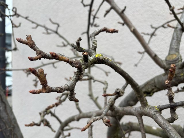 Der ungeschnittene "Barbarazweig". Wer die Barbarazweige selber schneiden möchte, der wählt Zweige eines Obstbaumes aus.  | Foto: Sabrina Moriggl